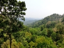 gibbon (39)
